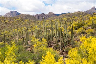 Mountainous landscape with Saguaro cactuses (Carnegiea gigantea)