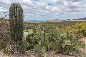 Cactus landscape with young Saguaro cactus (Carnegiea gigantea) and Engelmann's Prickly Pear Cactus (Opuntia engelmannii)
