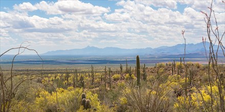 Landscape with Saguaro cactuses (Carnegiea gigantea)