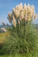Pampas grass (Cortaderia sp.)