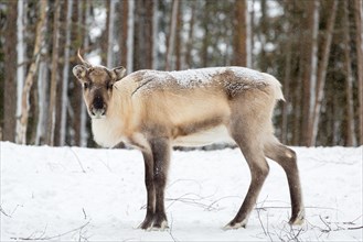 Reindeer (Rangifer tarandus) in snow