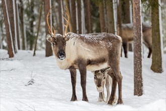 Two reindeer (Rangifer tarandus) in snow