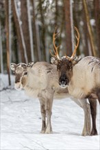 Two reindeer (Rangifer tarandus) in snow