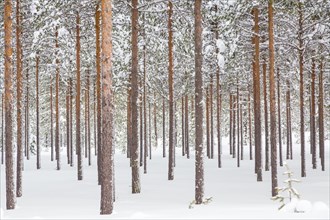 Snowy coniferous forest at the Arctic Circle