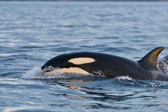 Orca (Orcinus orca) hunting