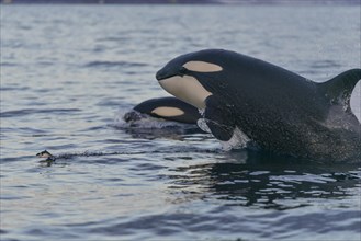 Orcas (Orcinus orca) hunting