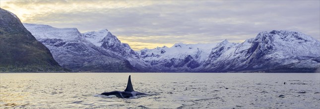 Orca (Orcinus orca) in front of snow-covered mountains