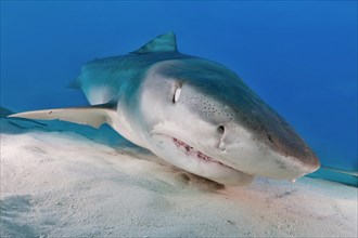 Tiger Shark (Galeocerdo cuvier) on the sea floor