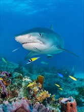 Tiger Shark (Galeocerdo cuvier) over coral reef