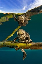 Common toads (Bufo bufo complex) sitting on tree branch underwater