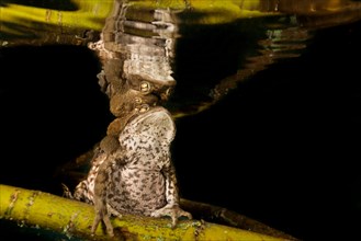 Common toads (Bufo bufo complex) sitting on tree branch underwater