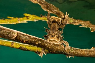 Common toads (Bufo bufo complex) sitting on tree branch underwater