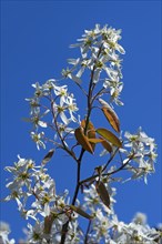 Flowering Juneberry (Amelanchier lamarckii) against a blue sky