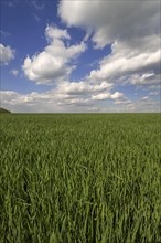 Winter wheat (Triticum)