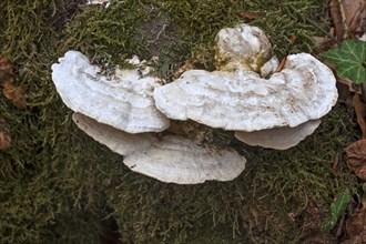 Tinder fungus (Fomes fomentarius) on a mossy tree trunk