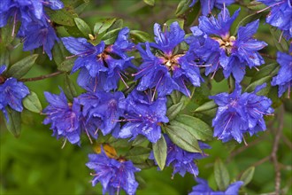 Blue Azalea flowers (Azalea)