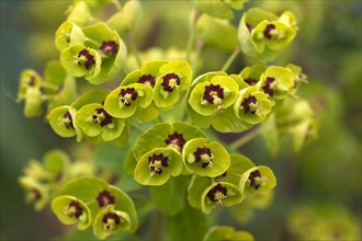 Euphorbia martinii