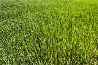 Young Winter wheat (Triticum)