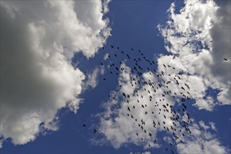 Flock of homing pigeons against cloudy sky