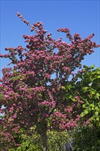 Blossoming Midland Hawthorn (Crataegus laevigata)