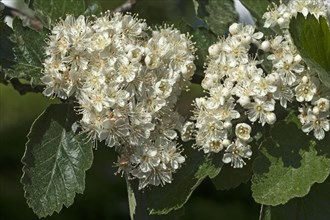 Blossoms of Common Whitebeam (Sorbus aria)