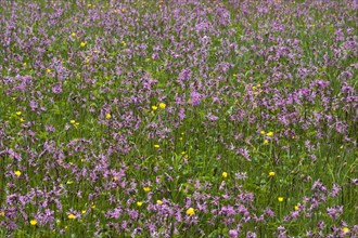 Meadow with blossoming Ragged Robin (Lychnis flos-cuculi) and buttercup (Ranunculus)