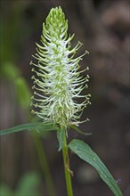 Flowering spiked rampion (Phyteuma spicatum)