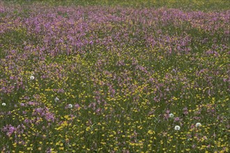 Meadow with blossoming Ragged Robin (Lychnis flos-cuculi) and buttercup (Ranunculus)