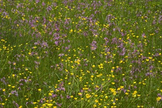 Flowering meadow with Ragged Robins (Lychnis flos-cuculi) and Meadow Buttercups (Ranunculus acris)