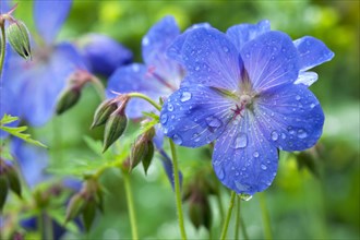 Meadow Cranesbill (Geranium pratense) with drops of water