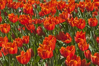 Red Tulips (Tulipa sp.)