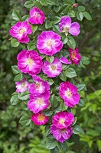 Flowers on a branch of a pink Wild Rose (Rosa sp.)