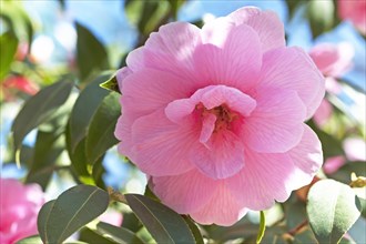 Pink Camellia flower (Camellia japonica)