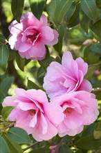 Pink Camellia blossoms (Camellia japonica)