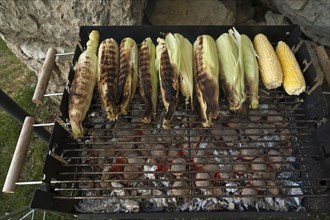 Corn on the cob on grill
