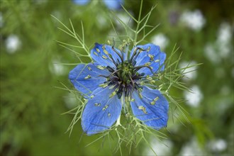 Love-in-a-mist (Nigella damascena) blossom