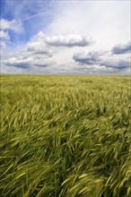 Waving Barley field (Hordeum) with cloudy sky