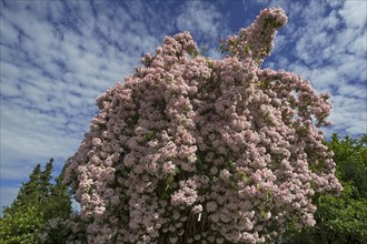 Blossoming Weigela (Weigela florida) against cloudy sky