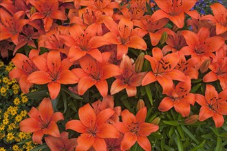 Orange Tiger Lilies (Lilium lancifolium)