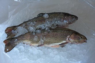 Two Rainbow Trouts (Oncorhynchus mykiss) on ice