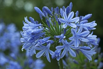 Agapanthus flower (agapanthus) with raindrops