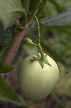 Pepino dulce or pepino melon (Solanum muricatum)