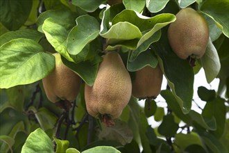 Quinces (Cydonia oblonga) on a tree