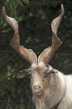 Girgentana goat (Capra)
