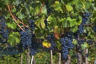 Blue grapes on vine