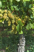 White grapes on vine