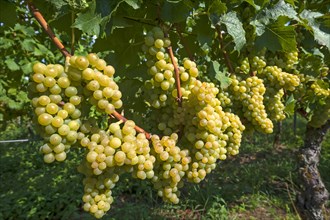 White grapes on vines