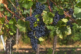 Ripe blue grapes on vines
