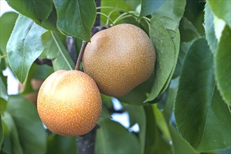 Asian pear (Pyrus pyrifolia)