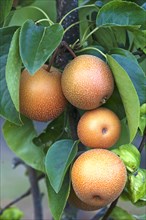 Asian pear (Pyrus pyrifolia)